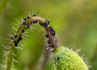 Macro photo of black aphids infesting a young hairy plant bud. A detailed look into plant pests, agricultural threats, and natural ecosystems