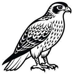 Red -Tailed Hawk vector illustration white background