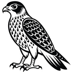 Red -Tailed Hawk vector illustration white background
