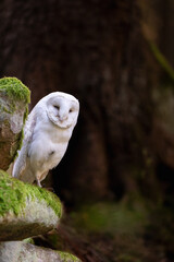 Owl portrait posing in wildlife. Vertically. 