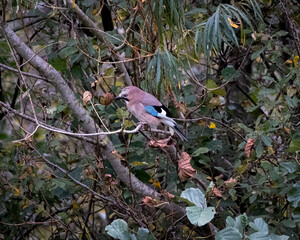 An Eurasian jay (Garrulus glandarius) perches on a tree branch, its soft pinkish-brown plumage...