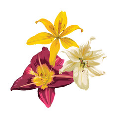 Beautiful daylily flowers composition. Hand drawn illustration.