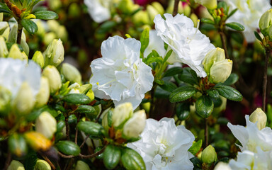 White rhododendron flowers in spring park

