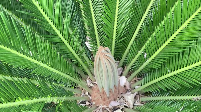 A zoom out from young shoots in the center of a Cycas revoluta plant. Stems with stiff, odd-pinnate leaves are located around the circumference. Majorca Island. Spain.