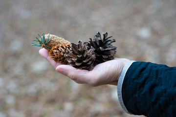 Collecting pine cones in a forest during autumn for arts and crafts activities
