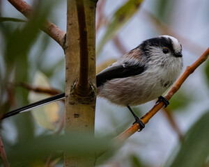 Charming close-up of a Long-tailed Tit (Aegithalos caudatus) perched on a tree branch. With its round body, soft pink and white plumage, and distinctively long tail, this endearing little bird adds a