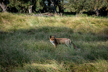 A red fox (Vulpes vulpes) stands gracefully in a forest clearing, its fiery orange fur glowing in the soft sunlight. With keen eyes and an alert stance, it embodies both cunning and beauty in the