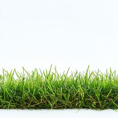 Fototapeta premium Lush green grass border against white (2)