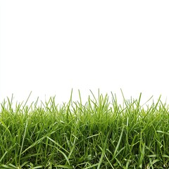 Obraz premium Lush green grass against white background
