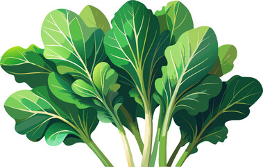 Fresh green mustard , A bunch of mustard greens with jagged leaves on a white background