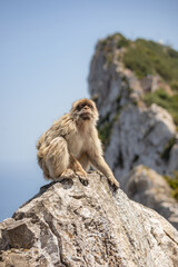 Portrait of Barbary Macaque on Rock in Gibraltar Nature Reserve. Furry Monkey on Stone in Iberian Peninsula.