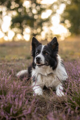 Vertical Portrait of Black and White Border Collie Dog in Ping Heather Flowers with Bokeh Background. Adorable Pet Lies Down in Meadow in Nature.