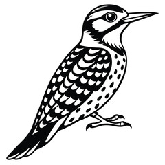 Obraz premium Yellow Belleid Sapsucker vector illustration white background