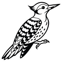 Yellow Belleid Sapsucker vector illustration white background