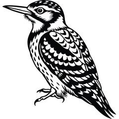 Yellow Belleid Sapsucker vector illustration white background