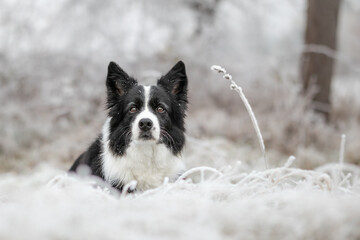 Shallow Depth of Field of Black and White Furry Dog in Frosty Nature in Winter Season. Portrait of Attentive Border Collie Outside in Cold Weather.