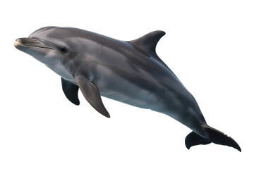 Obraz premium dolphin isolated on white background