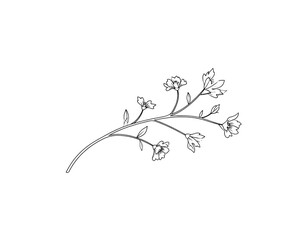 Fototapeta premium Delicate floral branch outline with blooming flowers and budding leaves