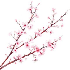 Fototapeta premium Close-up of a flowering cherry branch on a white background