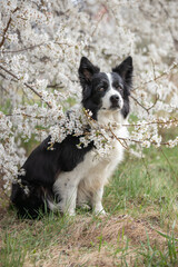 Vertical Border Collie Dog Sits in Blackthorn. Cute Black and White Furry Dog with White Flowering Tree during Spring Season.