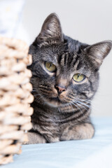 Cat Peeking From Behind Wall