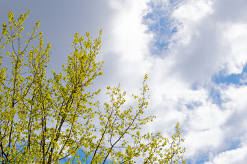 Spring Trees Against Cloudy Sky