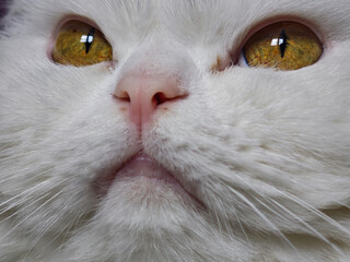 Close up of a white cat showcasing its intense golden eyes and pink nose, capturing the feline's captivating gaze