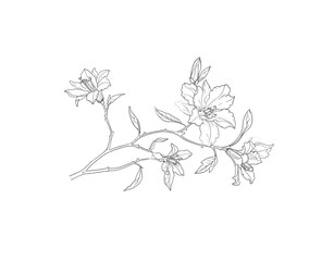 Fototapeta premium Delicate floral branch with outlined lilies and leaves botanical illustration