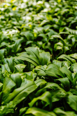 green leaves background
