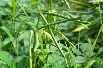 Green asparagus pods growing in garden soil. Young bean plants ready for harvest. Organic farming concept with a focus on producing natural and healthy foods. Details of vegetable growth in garden soi