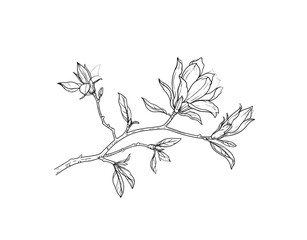 Delicate Magnolia Branch Sketch with Blooming Flowers and Pointed Leaves