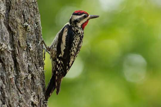 Sapsucker posing