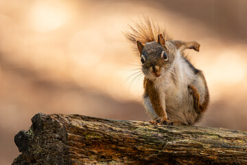Red Squirrel ready to run