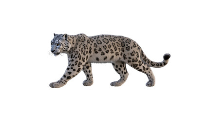Obraz premium Snow leopard walking with transparent background