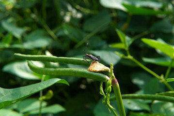 Reduviidae bug on a bean plant in Costa Rica