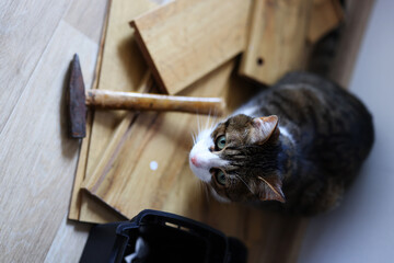 The funny cat lies on its back on a wooden surface. Nearby lie tools hammer, pliers and a wrench. Labor day concept