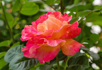 Close-up of a delicate rose in full bloom