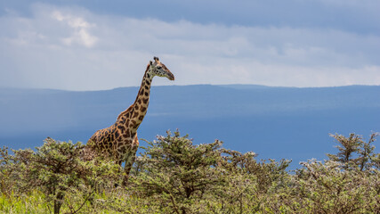 Fototapeta premium Single Giraffe at Ngorongoro conservation area in Tanzania, Africa.