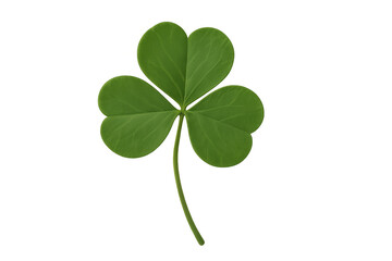 Obraz premium Green clover leaf with stem growing on transparent background, perfect for your saint patrick's day projects