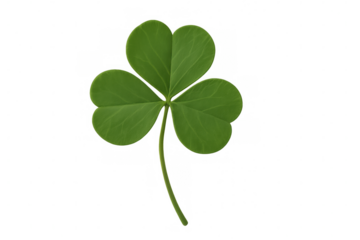 Green clover leaf with stem growing on transparent background, perfect for your saint patrick's day projects