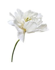 White peony tulip first spring garden flower, cutout with clipping path isolated object, beautiful single springtime plant with multi-layered petals, floral element of design, decor