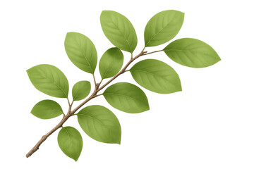 Fototapeta premium Sprig with vibrant green leaves isolated on a transparent background, perfect for nature-themed designs