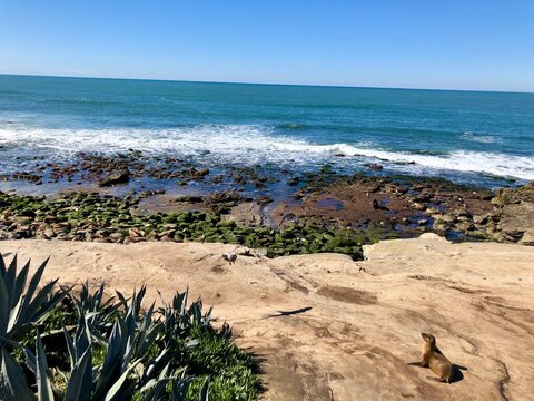 Coastal desert vegetation grows near a rocky shoreline with ocean waves rolling in.