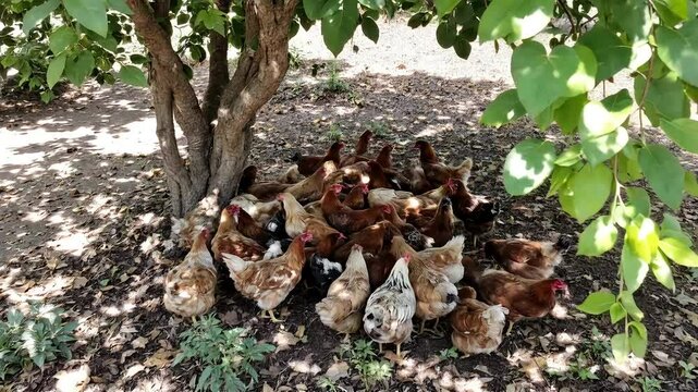 Chickens huddled in tree shade during midday heat