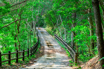  木々に囲まれた石垣島の静かな緑の小道　ハイキング　遊歩道