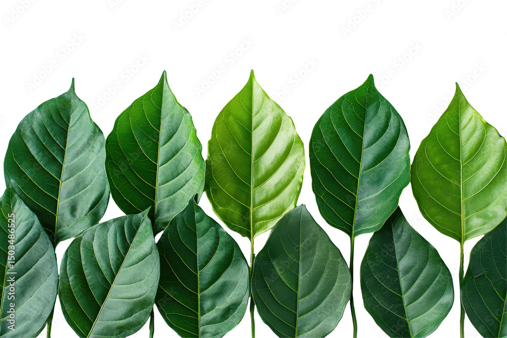 Poster collection of five green leaves on a transparent background showcasing various shades and textures i