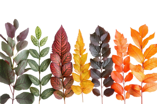 Colorful autumn leaves arranged in a row showcasing a gradient of shades from green to red on a transparent background