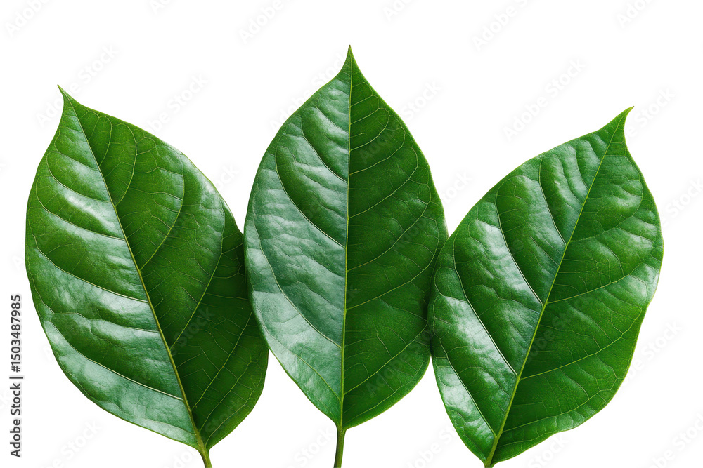 Poster collection of five green leaves on a transparent background showcasing various shades and textures i