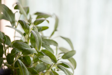 Fresh sage leaves with white background
