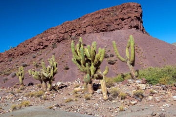 Bolivian Torch Cactus in the Bolivian Mountains
